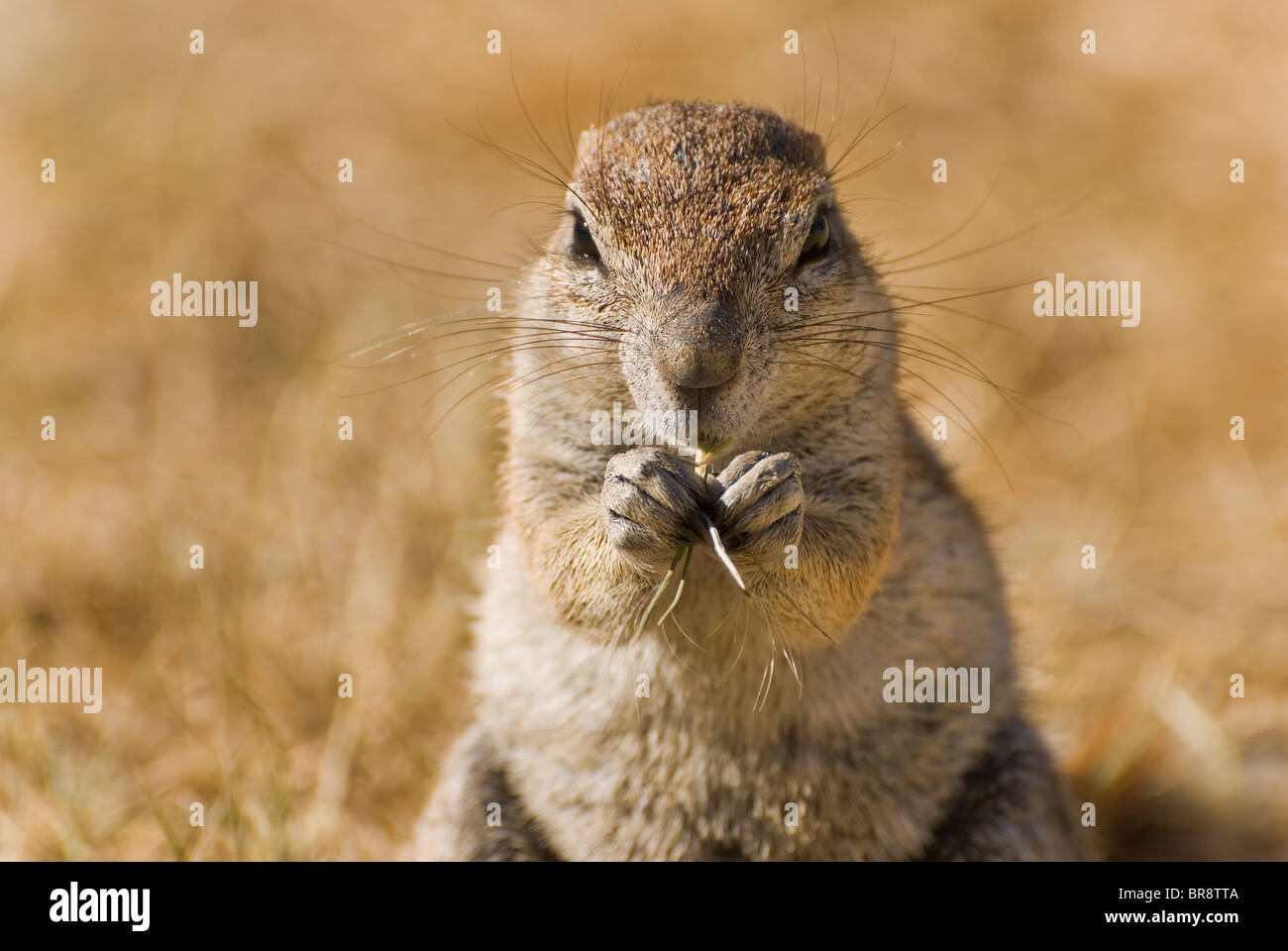 Ungestreifte Borstenhörnchen (Xerus Rutilus) - Ziesel Essen - Mai, Etosha Nationalpark, Namibia, Südliches Afrika Stockfoto