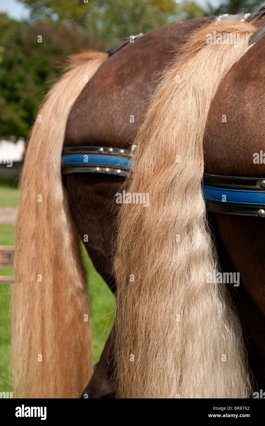 Tail Enden der belgischen Entwurf Pferde. Stockfoto