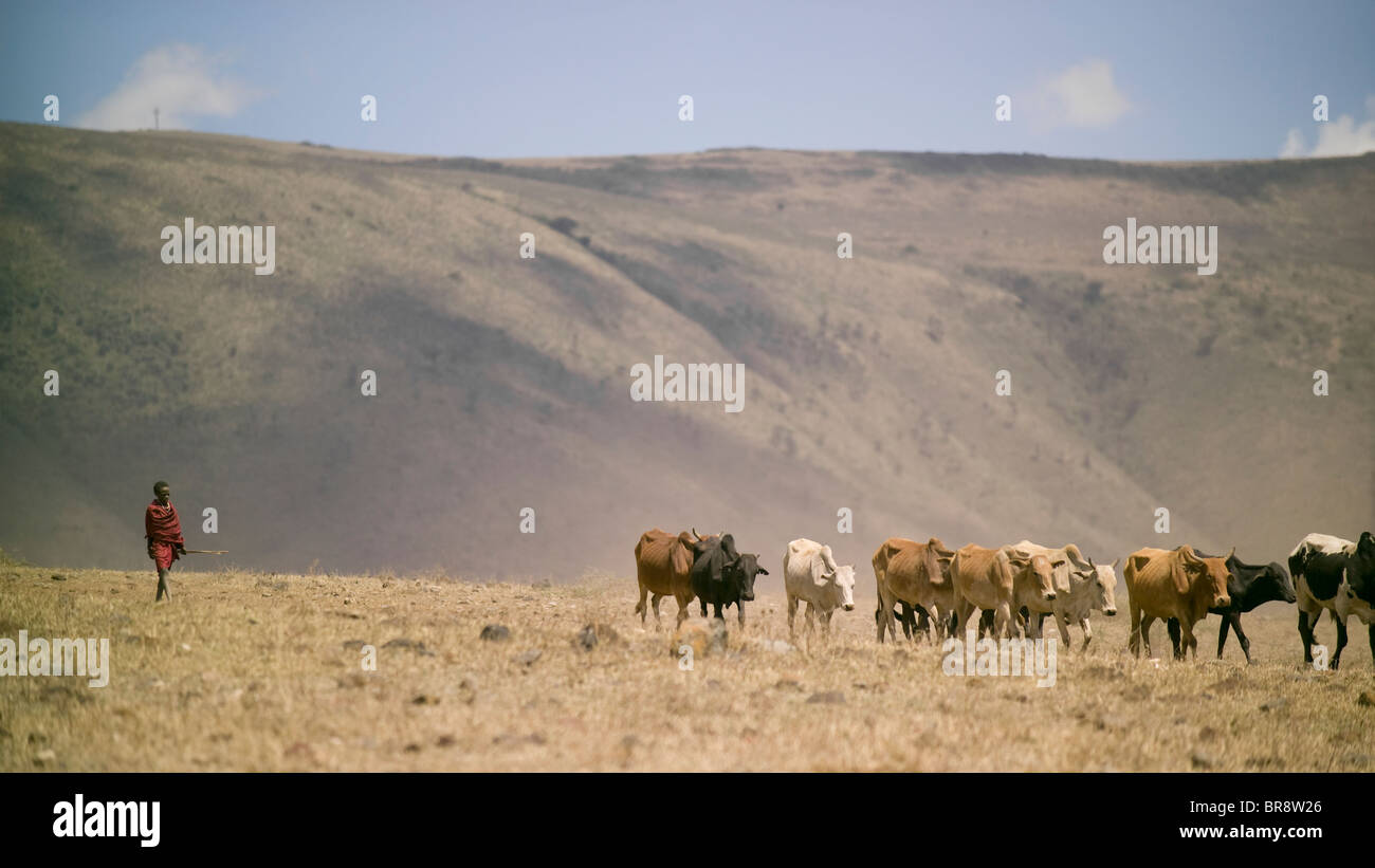 Ein Maasai Tribesman Herden Vieh durch den Ngorongoro Crater in der Nähe von Arusha Tansania. Stockfoto