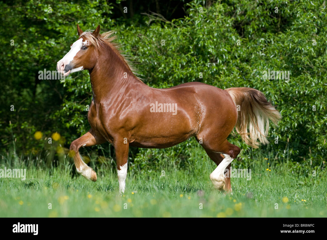 Welsh Cob (Equus Ferus Caballus). Stute im Trab auf einer Wiese. Stockfoto