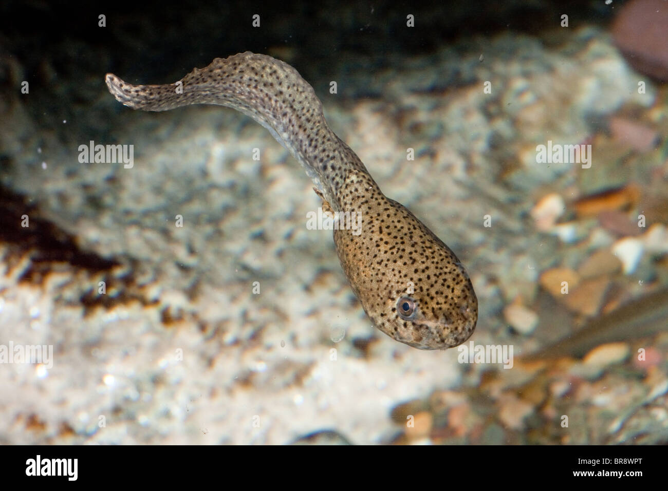 Amerikanischer Ochsenfrosch Kaulquappe (Rana Catesbeiana) Stockfoto