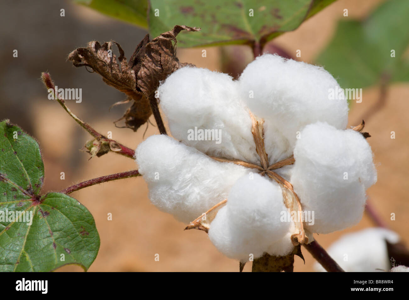 Cotton Seed Pods Stockfoto