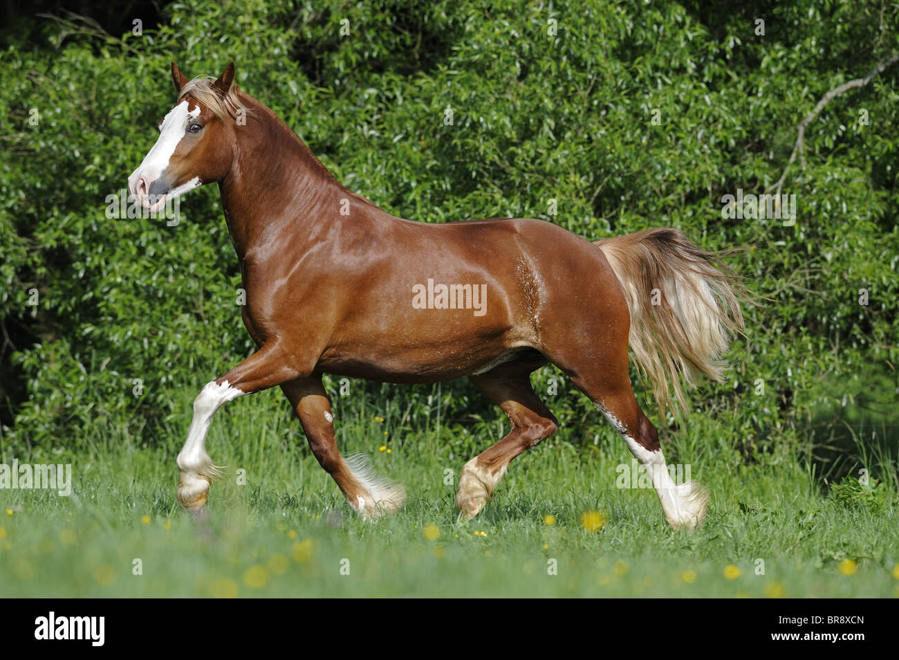 Welsh Cob (Equus Ferus Caballus). Stute im Trab auf einer Wiese. Stockfoto