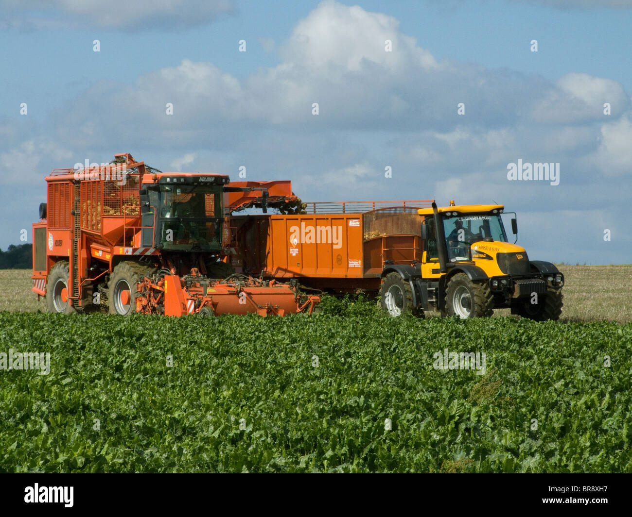 Holmer Terra Dos Zuckerrüben Mähdrescher bei der Arbeit in einem Norfolk-Feld auf einen hellen und sonnigen September Tag Entladung in einen Anhänger Stockfoto
