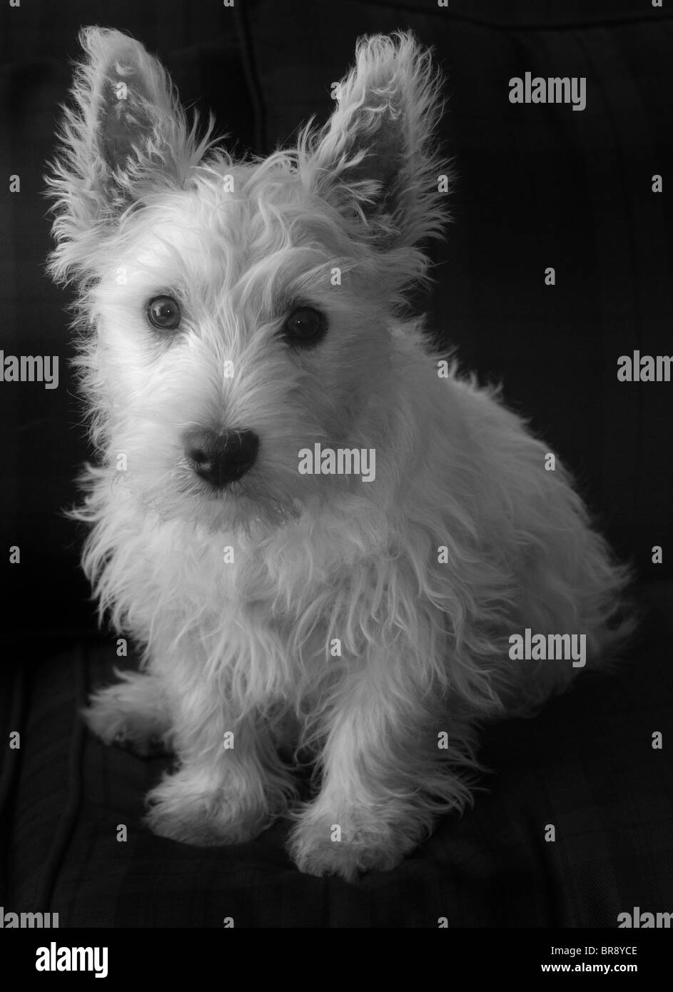 West highland black terrier Fotos und Bildmaterial in hoher Auflösung