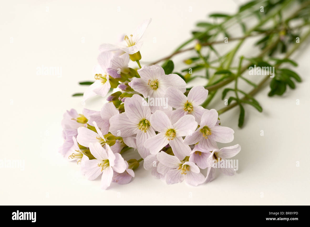 Kuckuck Blütenstiele, Ladys Kittel (Cardamine Pratensis), Blüte. Studio Bild vor einem weißen Hintergrund. Stockfoto