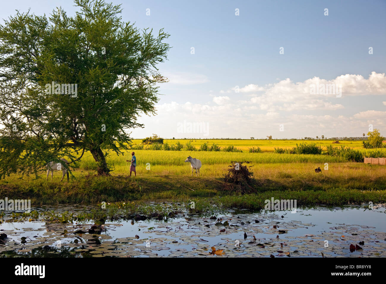 Kambodschanische Landschaft, Siem Reap, Kambodscha Stockfoto