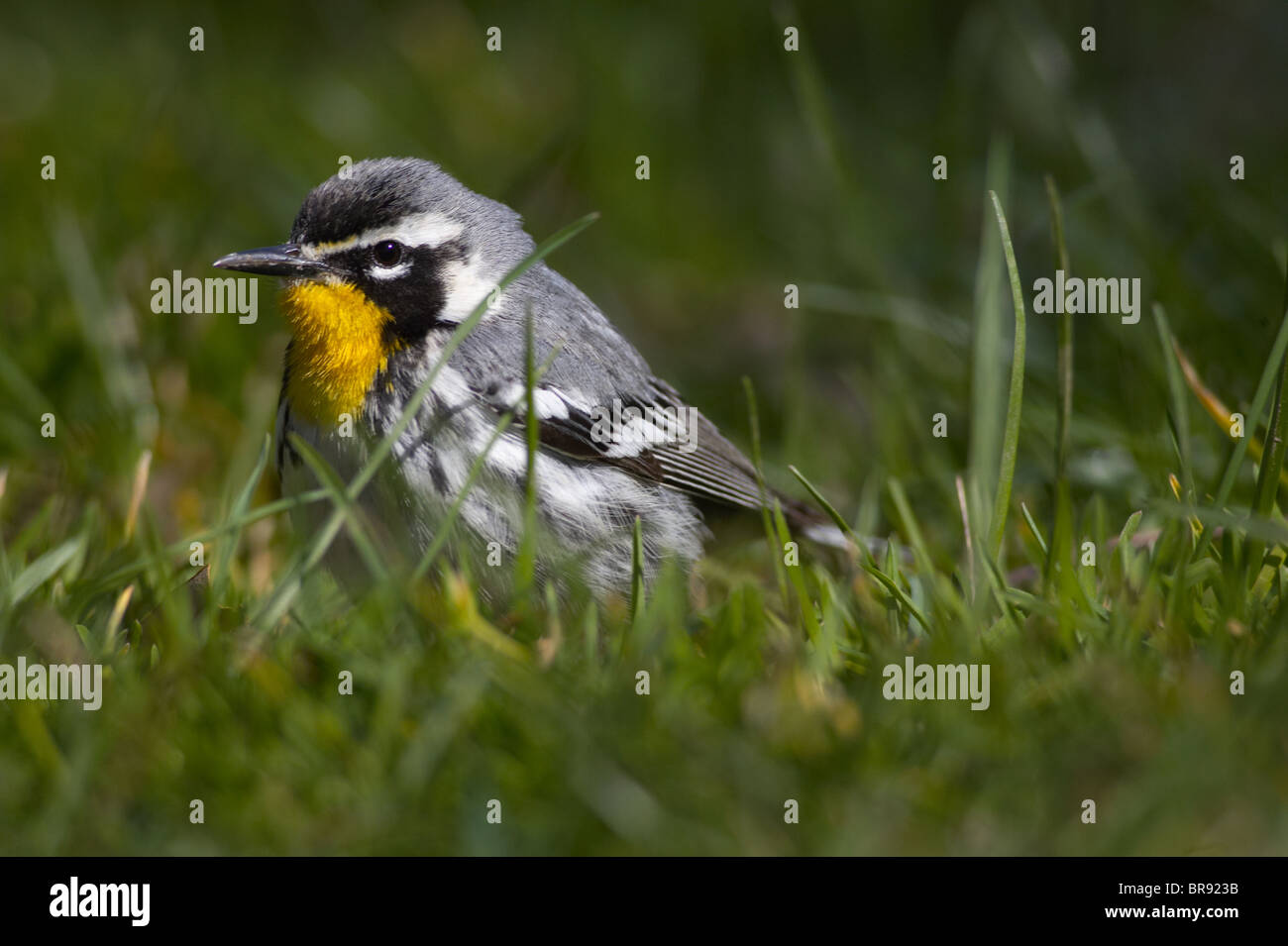 Erwachsene männliche gelb – Throated Warbler Nahrungssuche in kurzen Rasen Stockfoto