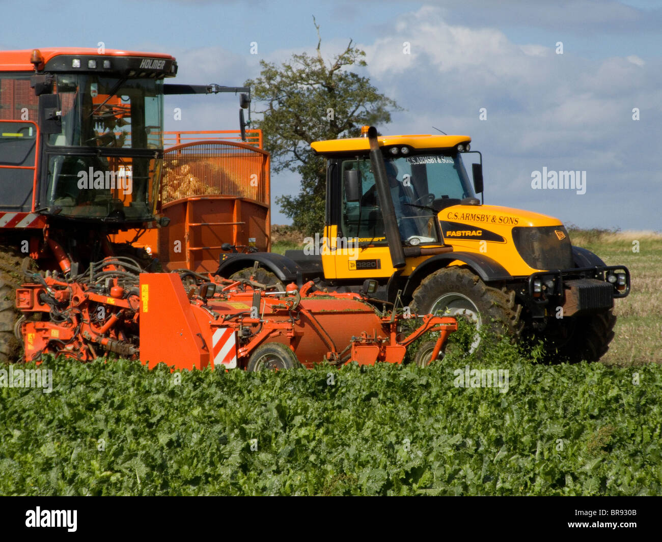 Holmer Terra Dos Zuckerrüben Mähdrescher bei der Arbeit in einem Norfolk-Feld auf einen hellen und sonnigen Tag im September um Anhänger entladen Stockfoto
