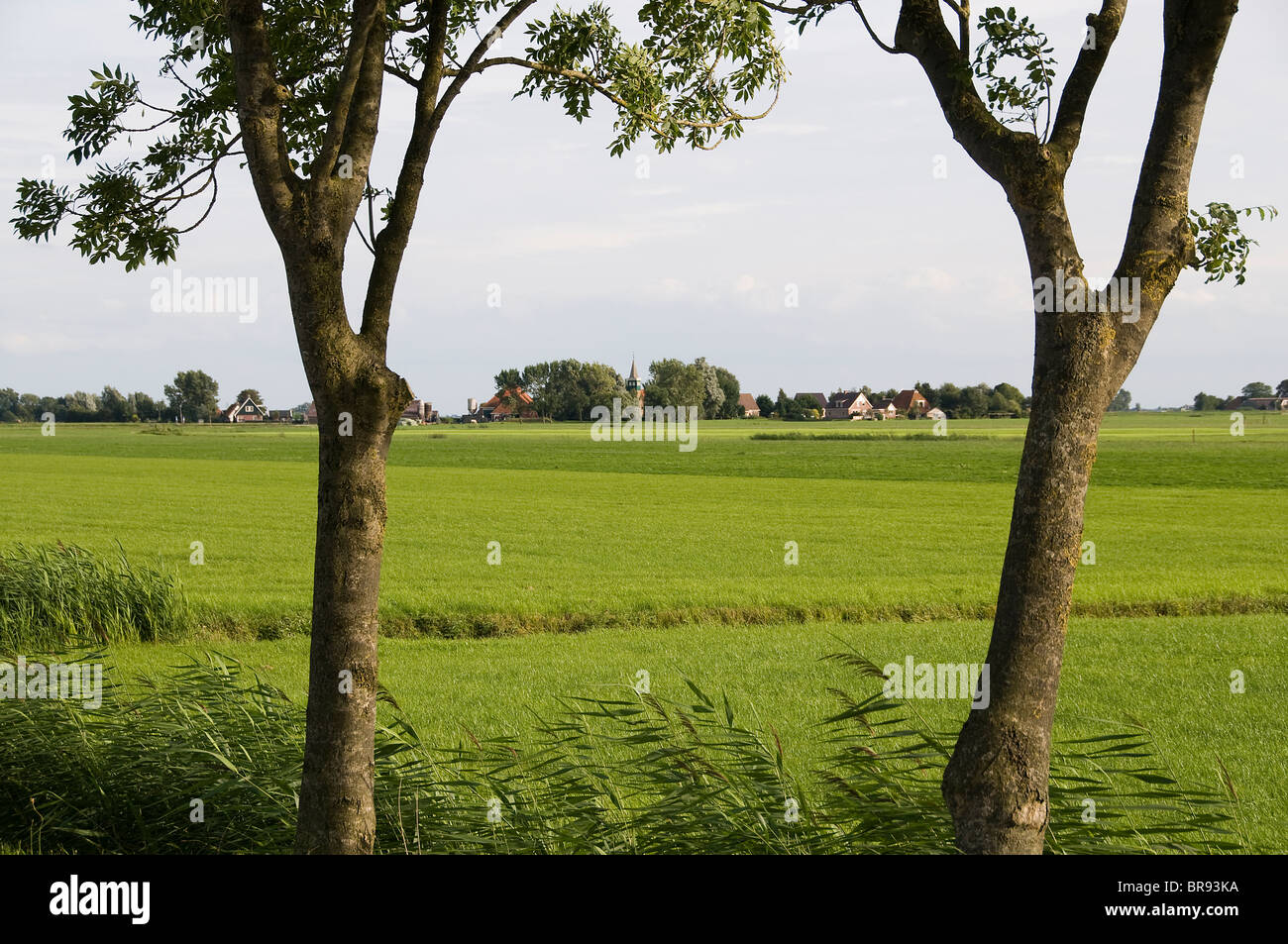 Friesland Holland Parrega Bauernhof Rasen Landwirte Stockfoto