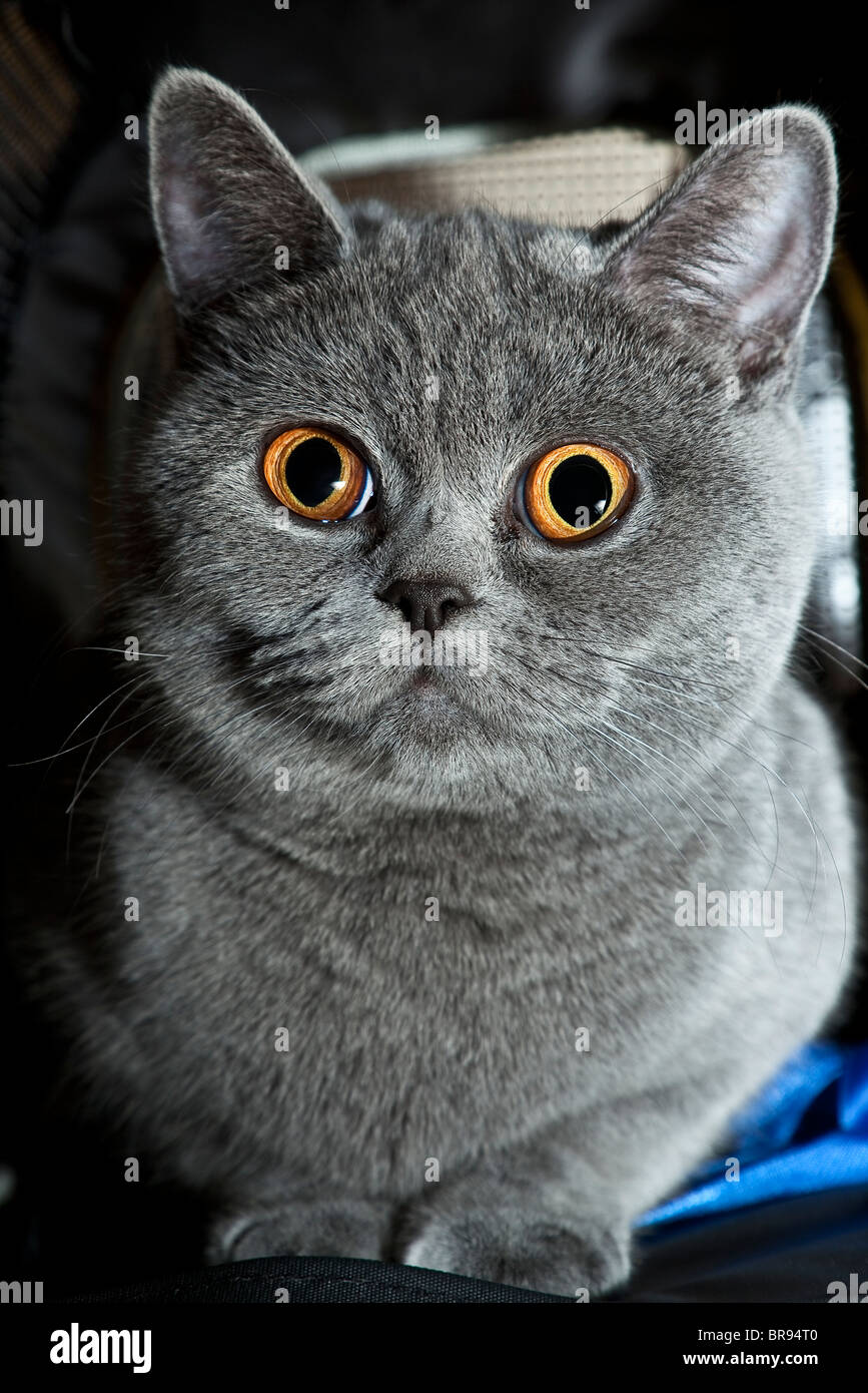 Porträt des grauen britische Katze hautnah Stockfoto