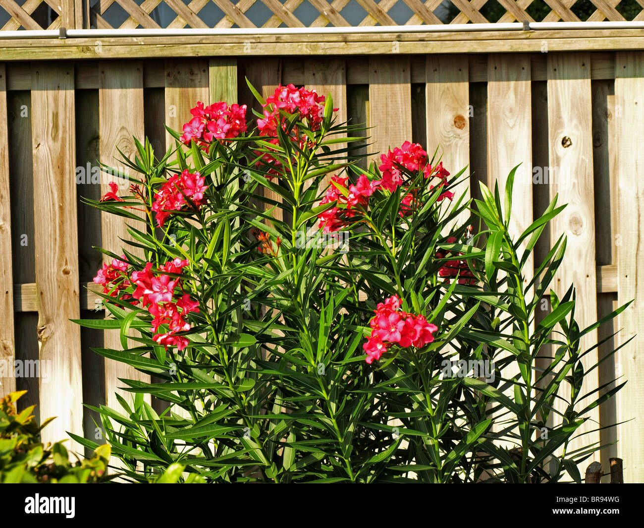 Oleander Busch Blume Strauch gegen eine braune Holzzaun mit roten Pedale Stockfoto