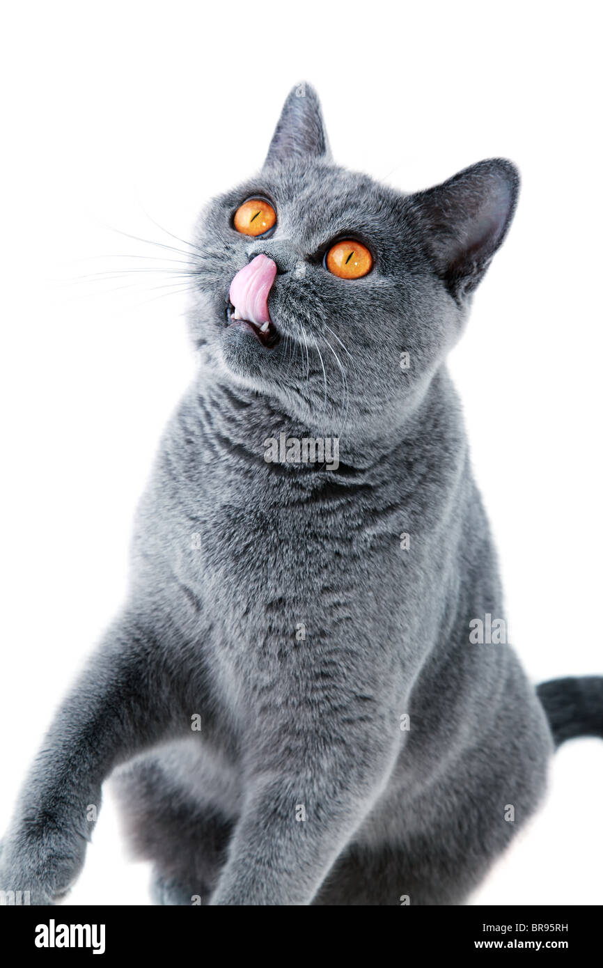 lecken grauen britische Katze isoliert auf weißem Hintergrund Stockfoto