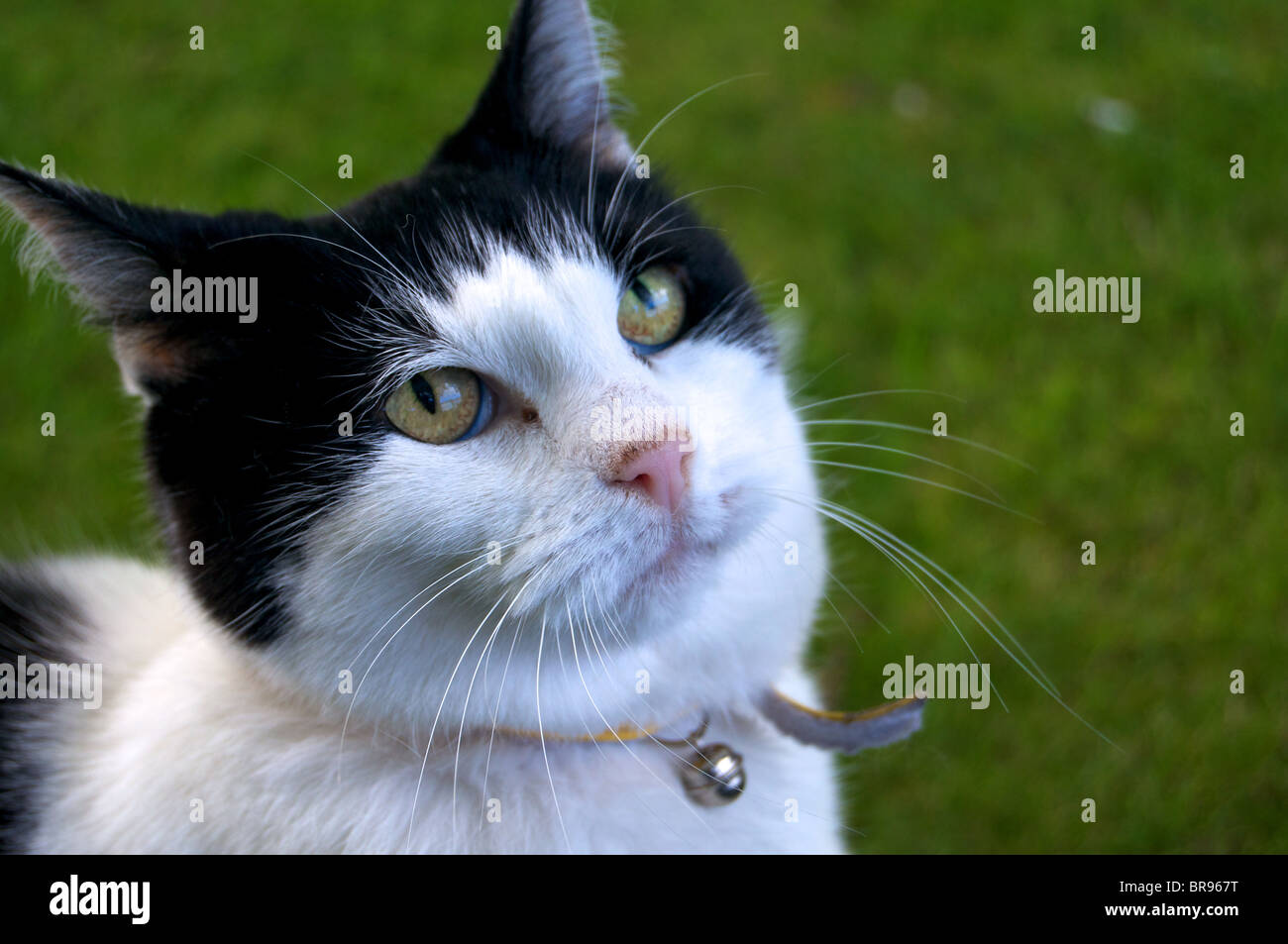 Katze auf der Suche nach oben vor der Kamera. Stockfoto