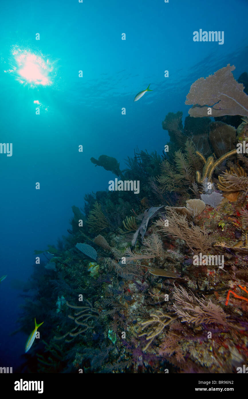 Coral Reef in Kuba Stockfoto