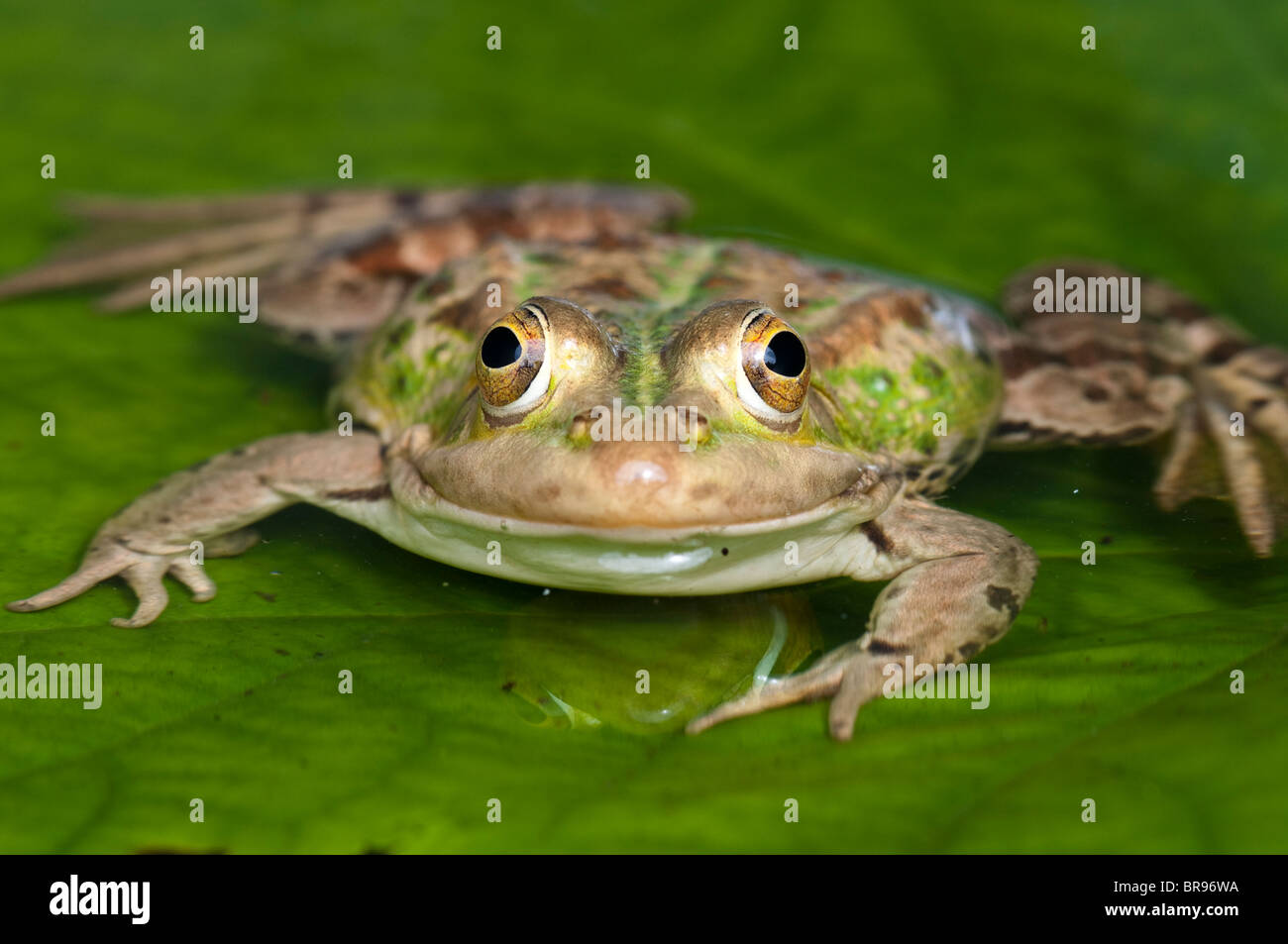 Europäischen Pool Frosch - außer Lessonae (ehemals Rana Lessonae) Stockfoto