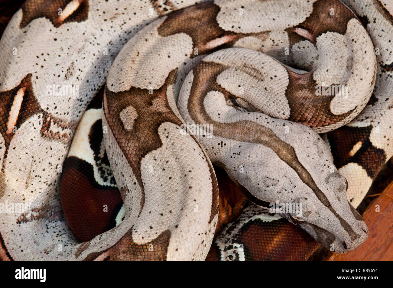 Junge Red Tailed Boa Constrictor aus Surinam Stockfoto