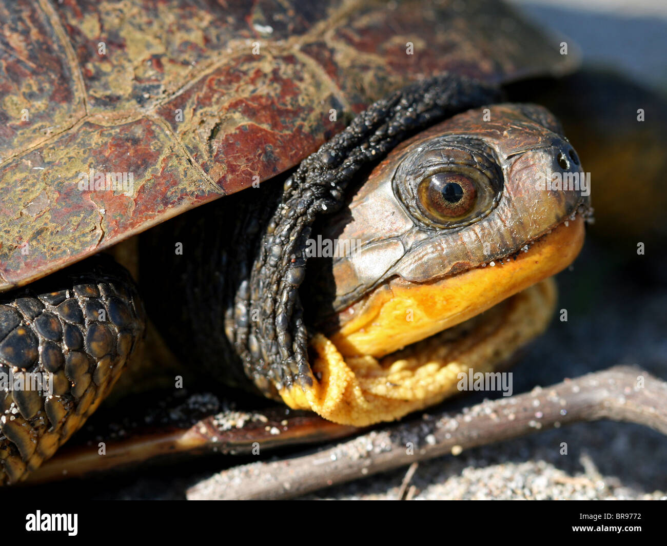 Weibliche Blanding Schildkröte (Emydoidea Blandingii) Stockfoto