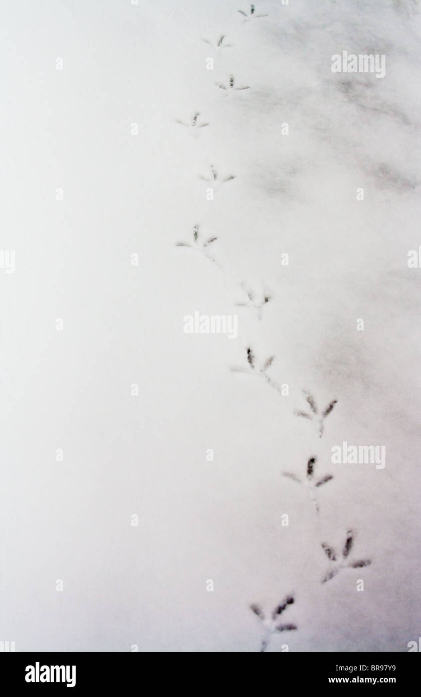 Taube Fußspuren im Schnee. Stockfoto
