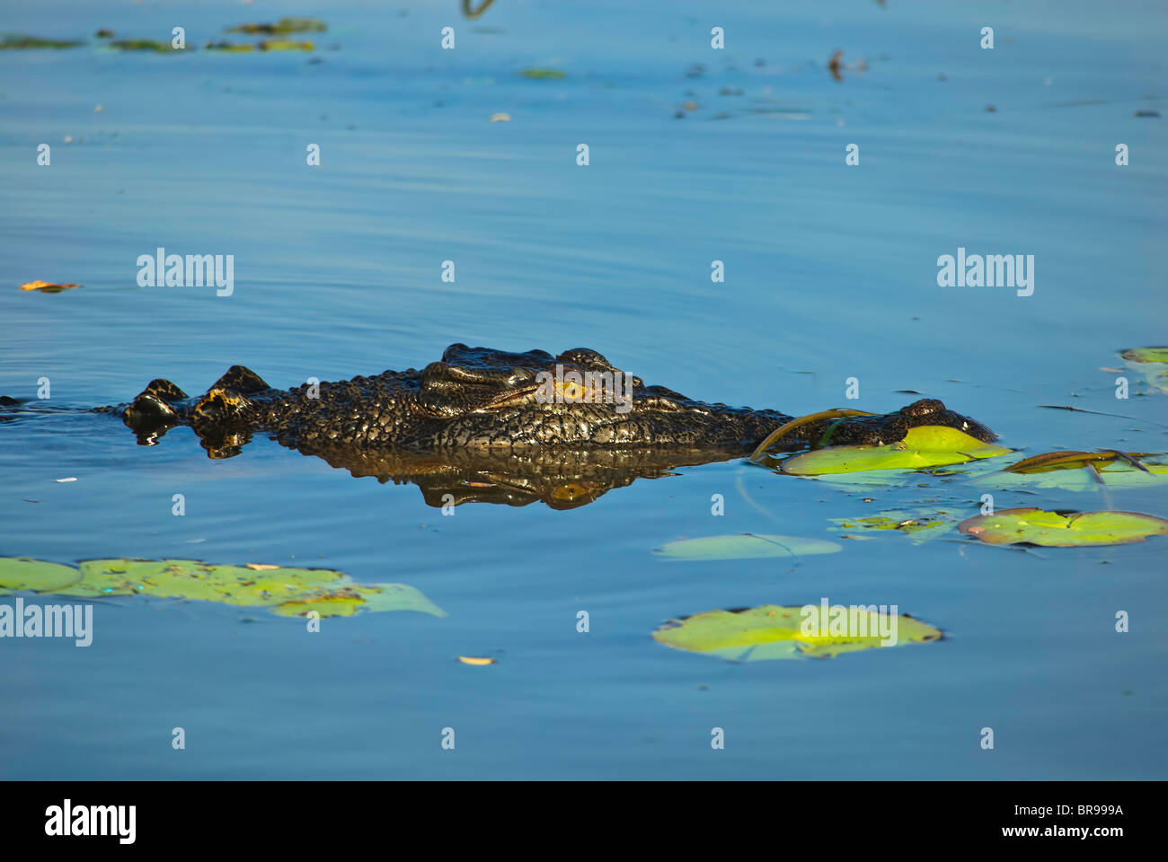 Süßwasser-Krokodil, Kakadu-Nationalpark, Northern Territories, Australien Stockfoto