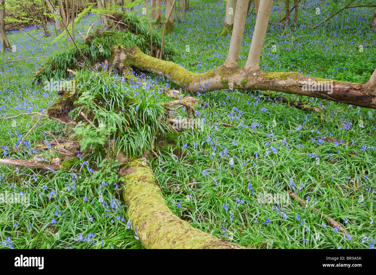 Bluebell, Endymion nicht-Scriptus, Blüte im Wald und auf Esche, Kent, England. Stockfoto