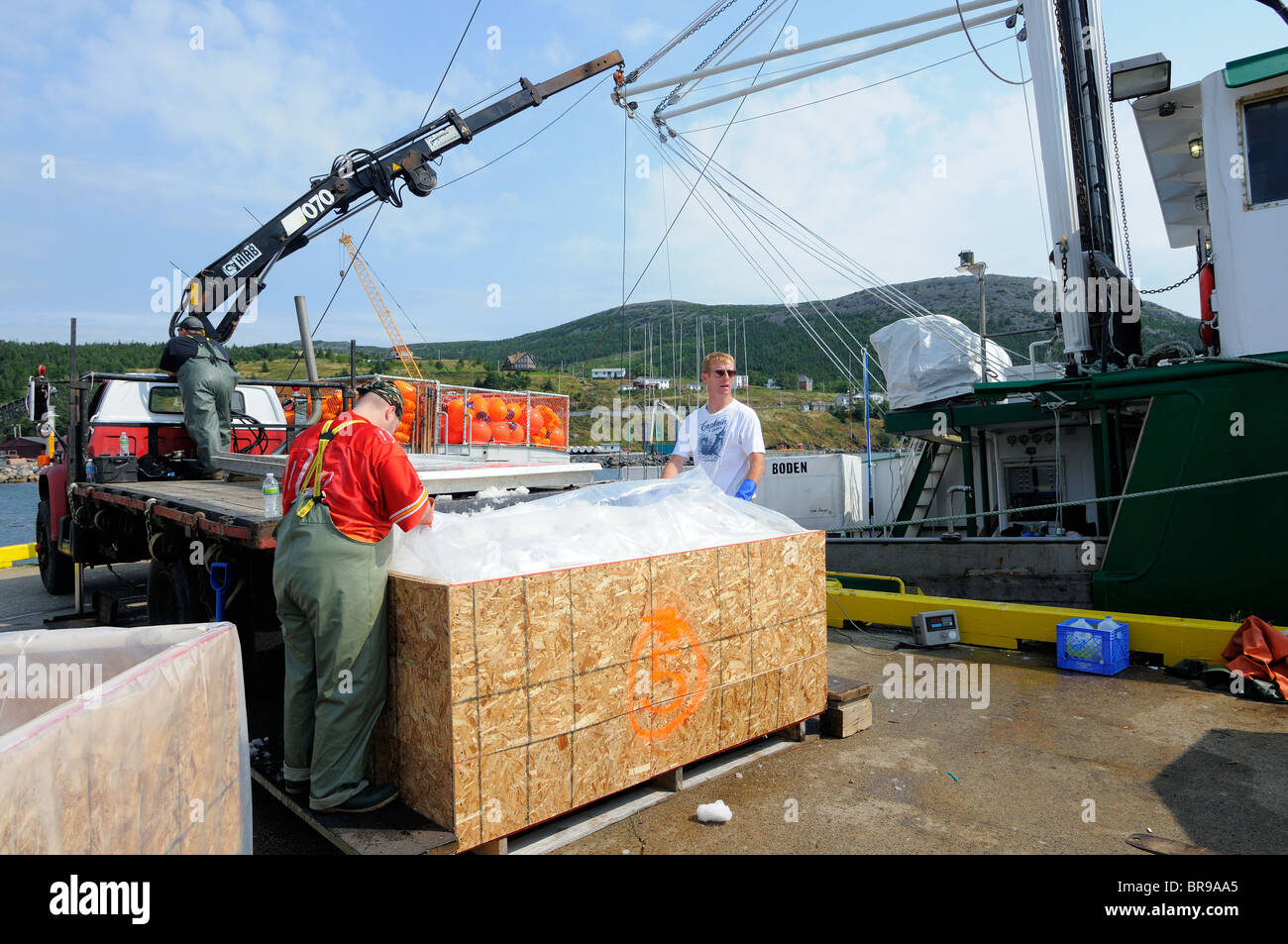 Hannah Boden Swordfish Boot In Bay Bulls, Neufundland aus laden sie zu fangen, Kapitän Linda Greenlaw Stockfoto