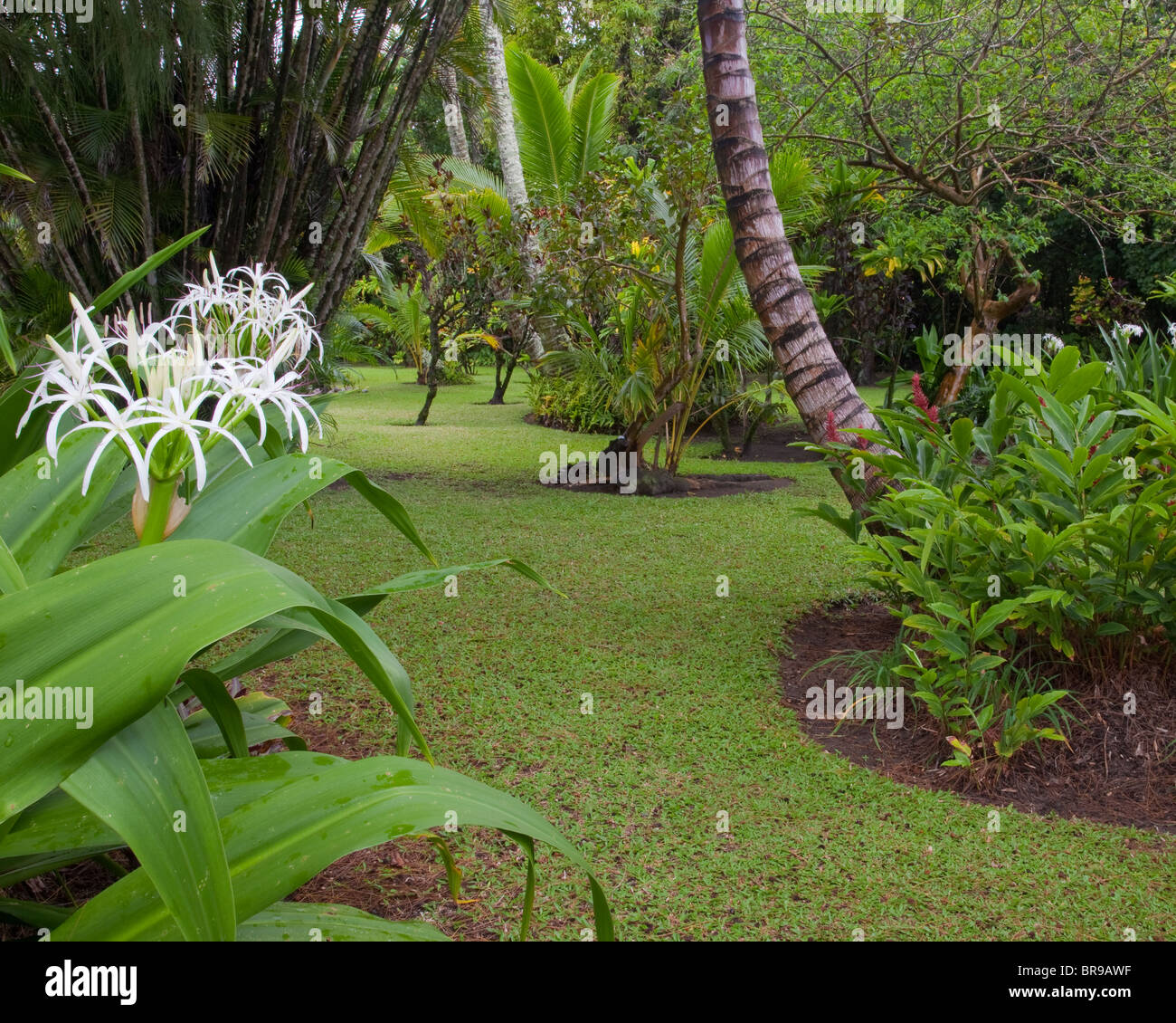 Kauai, HI Garten Detail Spider Lily (Hymenocallis Littoralis) und Palm Stämme auf dem Gelände der Wai'oli Missionshaus in Hanalei Stockfoto