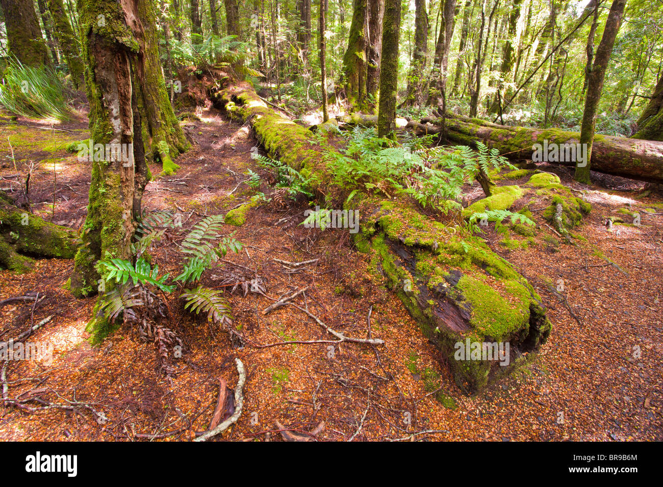 Moos bedeckt Bäume in einem Myrtle Wald in der Nähe von Ralphs fällt, Mount Victoria Forest Reserve, Pyengana, Tasmanien Stockfoto