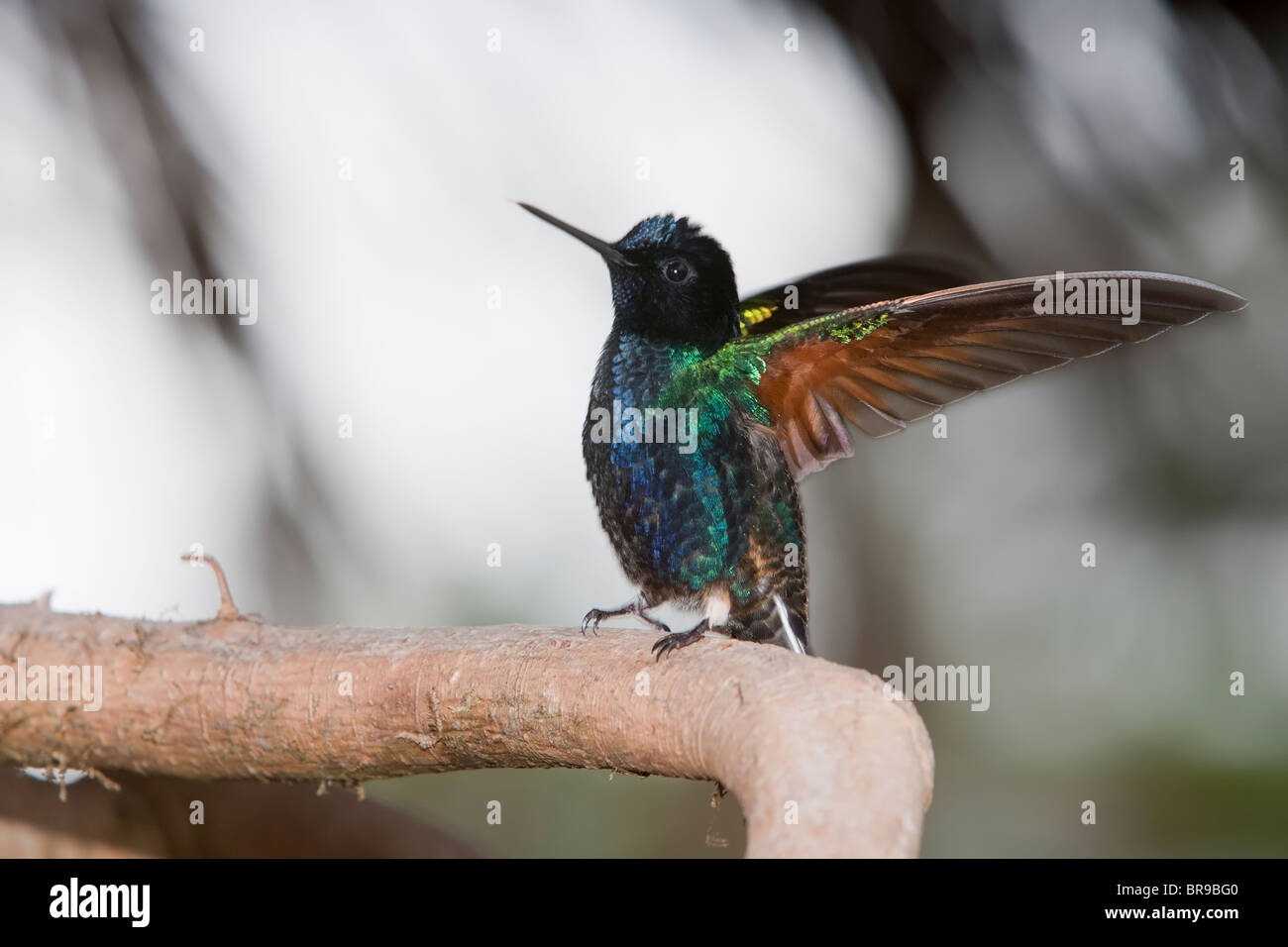 Samt-lila Coronet (Boissonneaua Jardini) mit Flügeln auf. Stockfoto