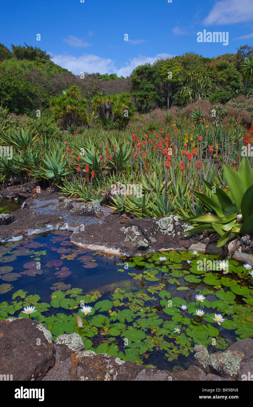 Kauai, HI Moir Garten-Teich-Detail, einen Garten in Po'ipu Stockfoto