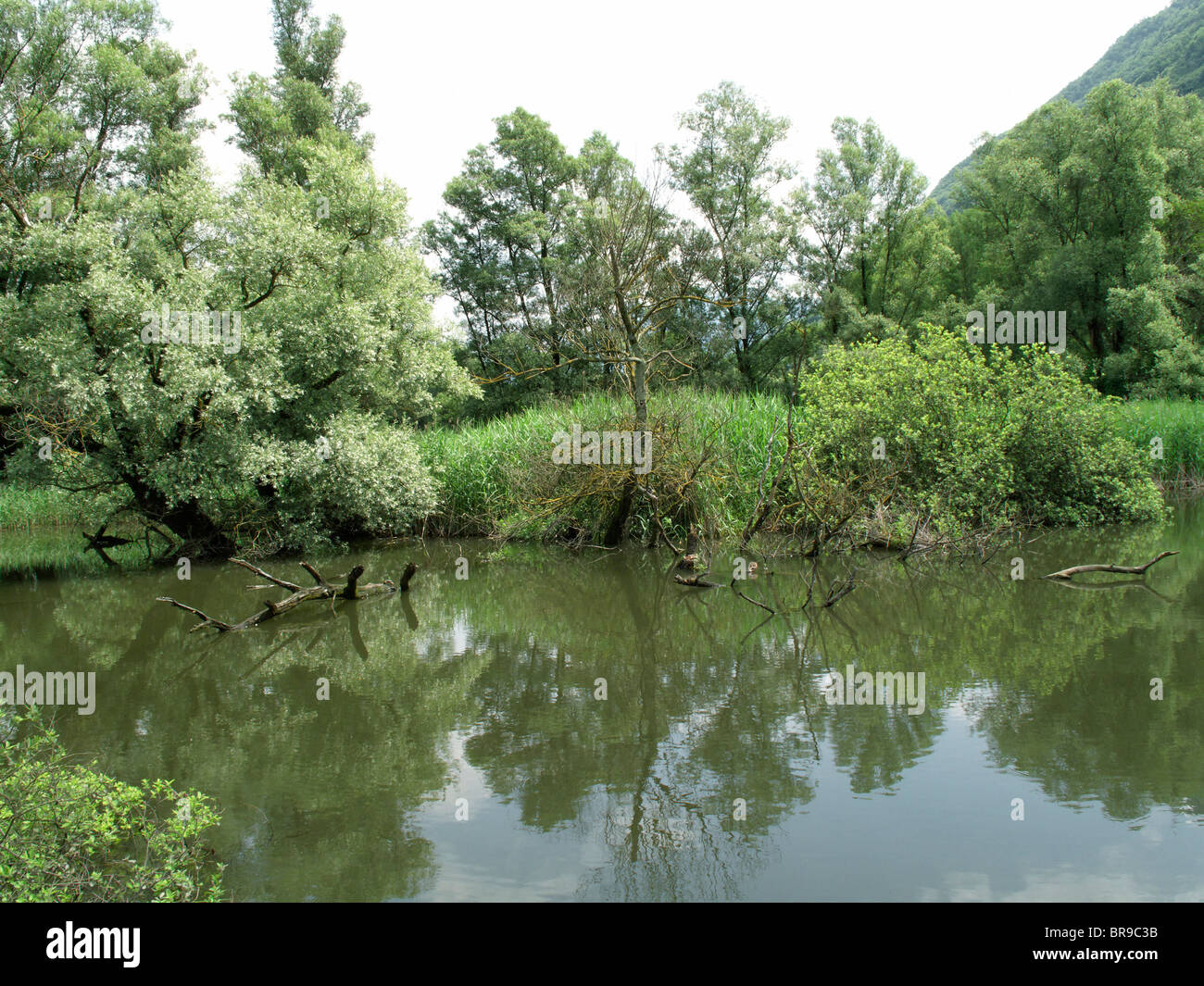 Naturreservat von Magadino Teichen auf die Magadino Ebene Kanton