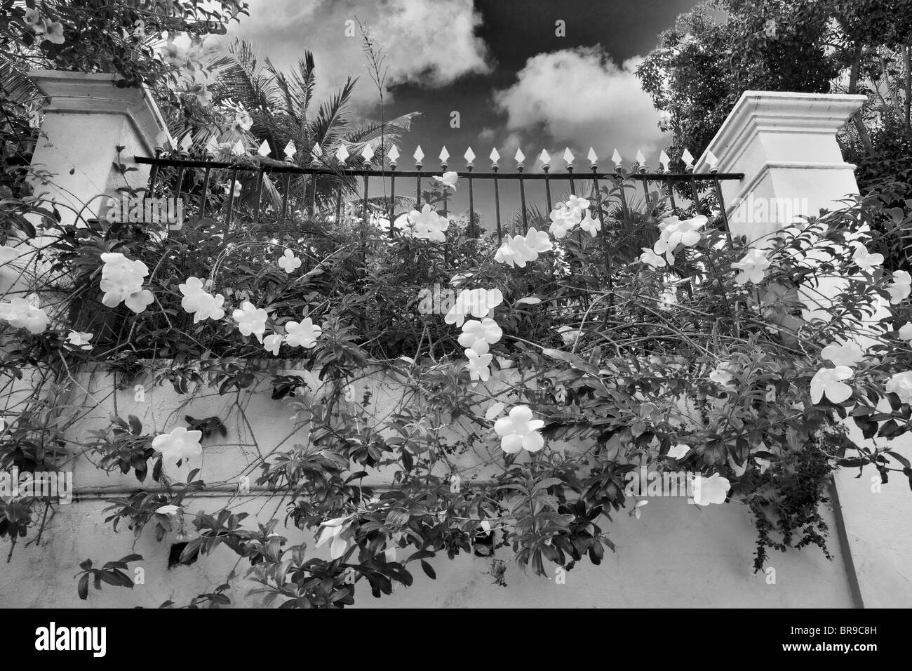 Gelben Blüten der Allamanda im Hotel 1829. Charlotte Amalle. St. Thomas. Jungferninseln (US) Stockfoto