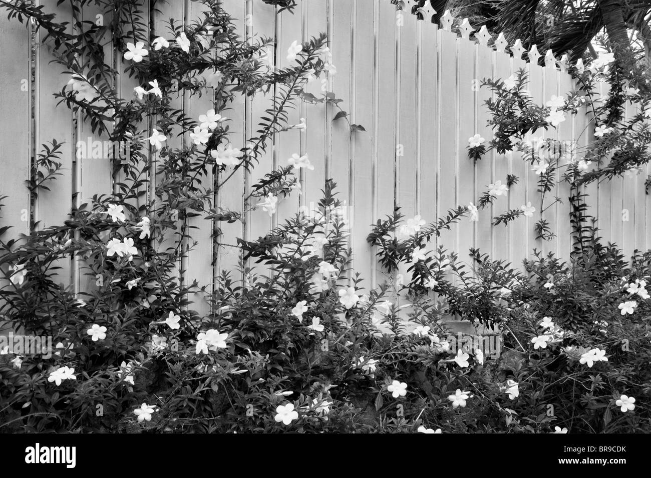 Allamanda Blüten am Zaun. Charlotte Amalle. St. Thomas. Jungferninseln (US). Stockfoto