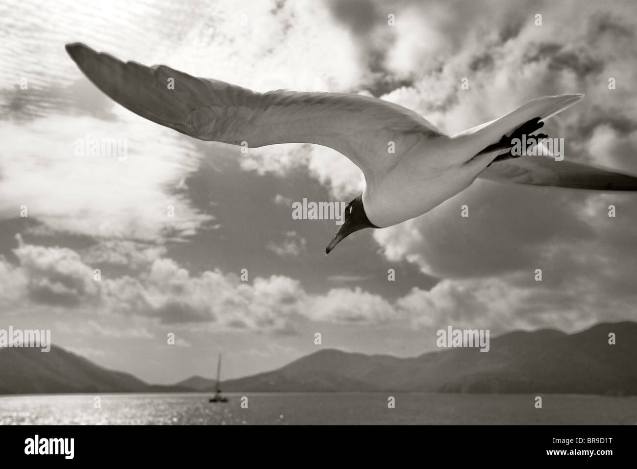 Venezolanische Lachen Möwe fliegen mit dem Boot in Virgin Islands. Stockfoto
