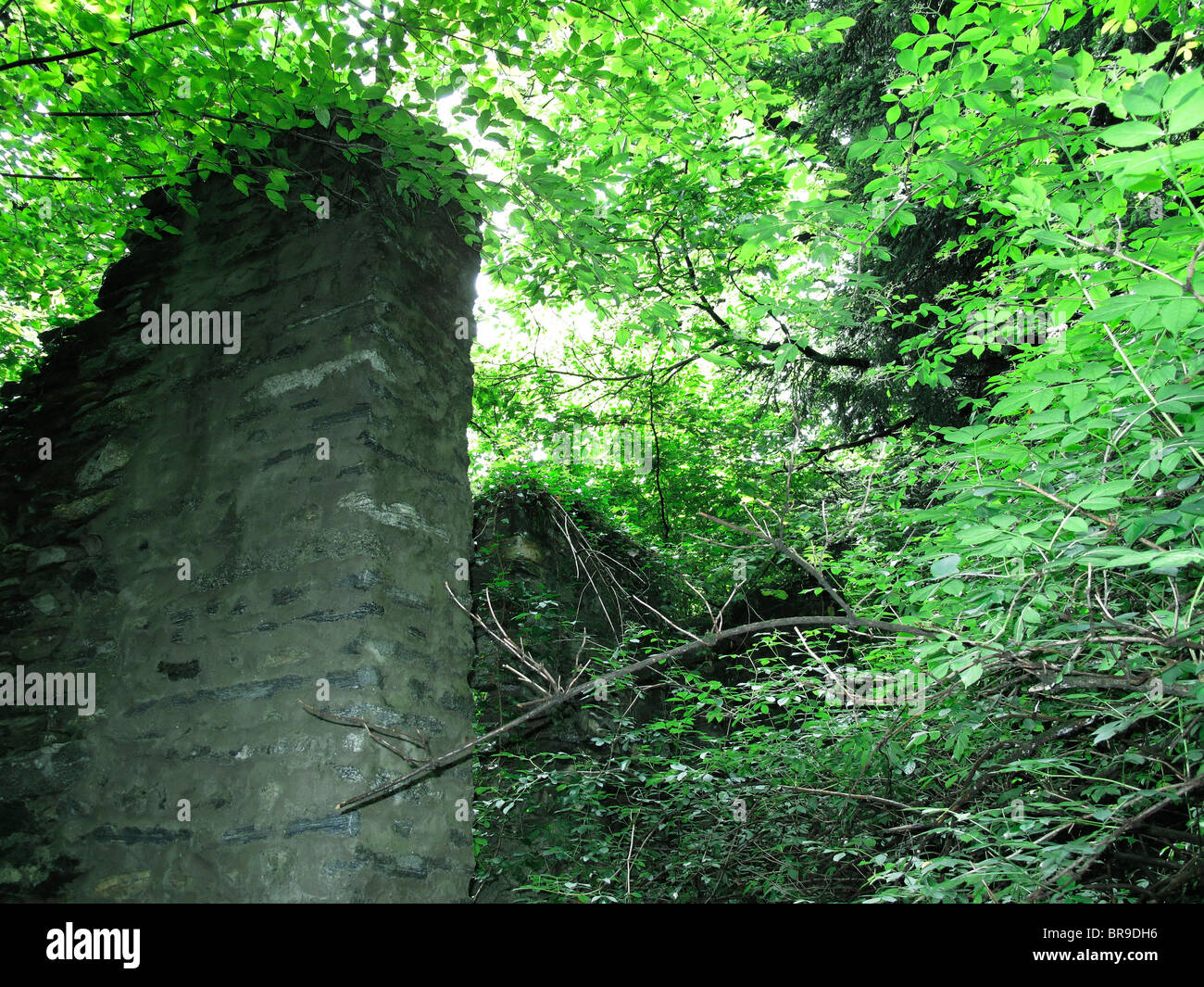 Ruinen von Wohnhaus - üppige Vegetation nach Regenschauer (in der Nähe von Dorf von Ascona) - Kanton Tessin - Schweiz Stockfoto