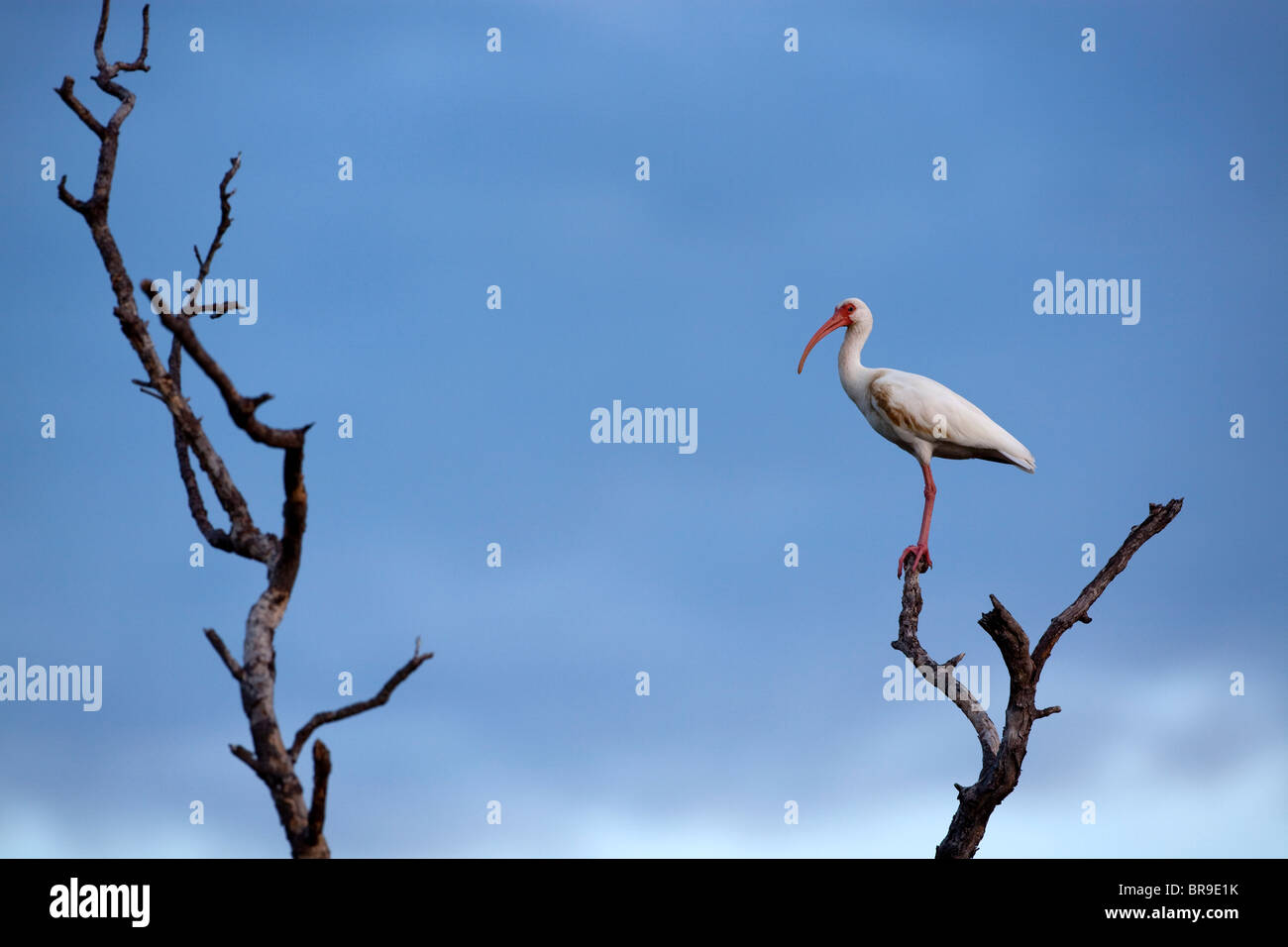 Weißer Ibis in Holbox, Mexiko Stockfoto