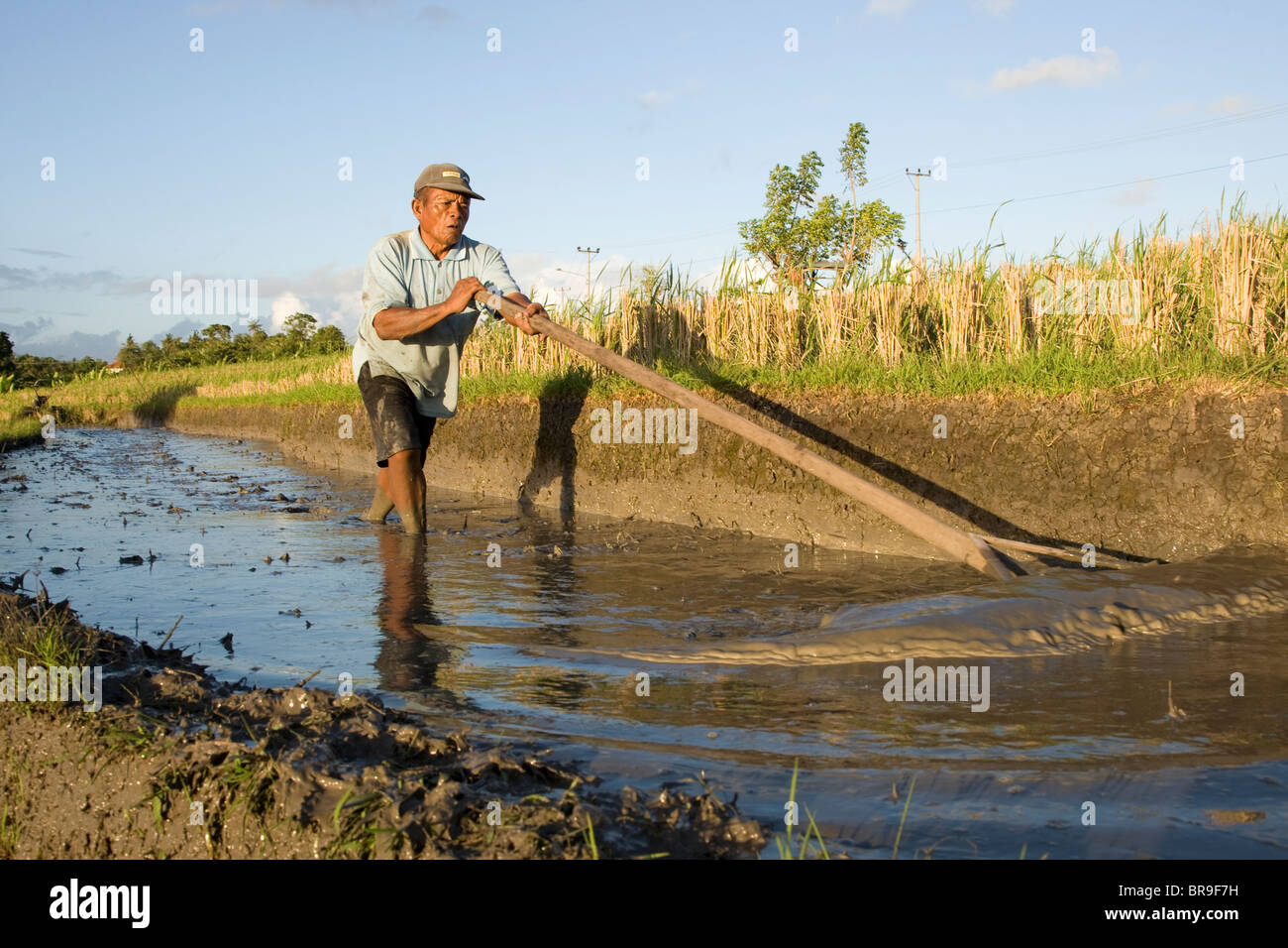 Ein Bauer bereitet sein Feld Pflanzen Reis in Indonesien. Stockfoto