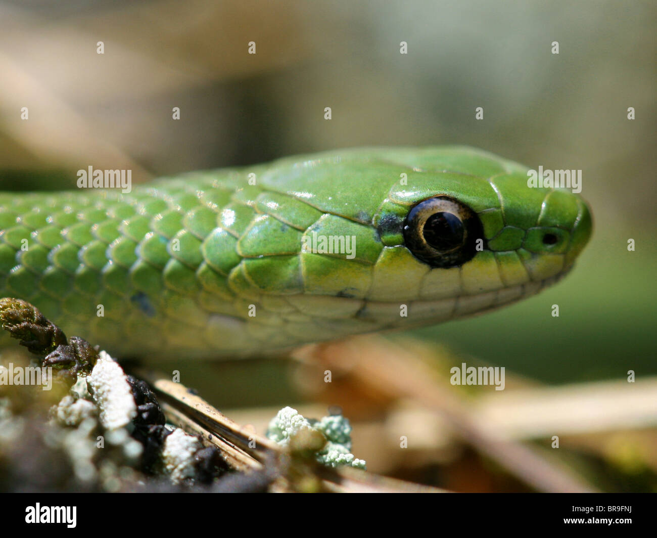 Glatte grüne Schlange (Opheodrys oder Liochlorophis Vernalis) in Ontario, Kanada Stockfoto