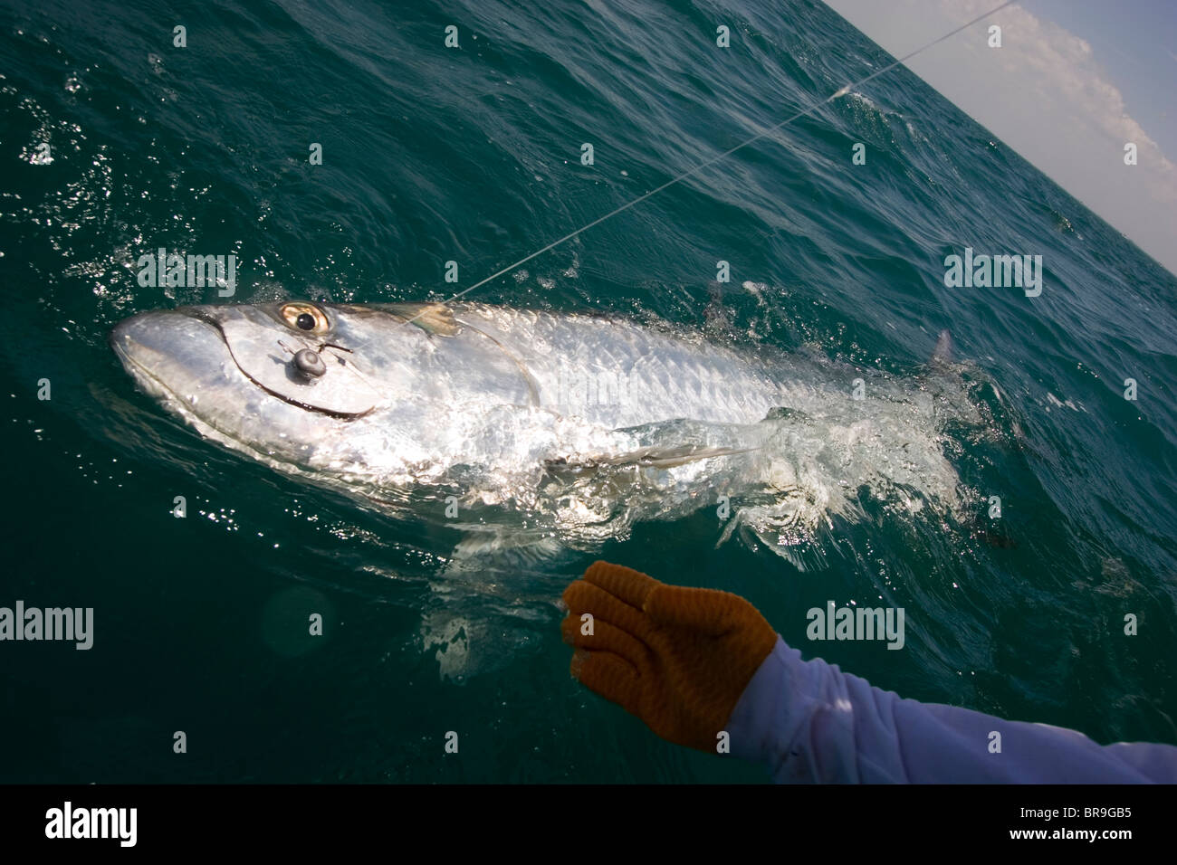 Fischerei auf Tarpon auf Floridas Boca Grande Pass. Stockfoto