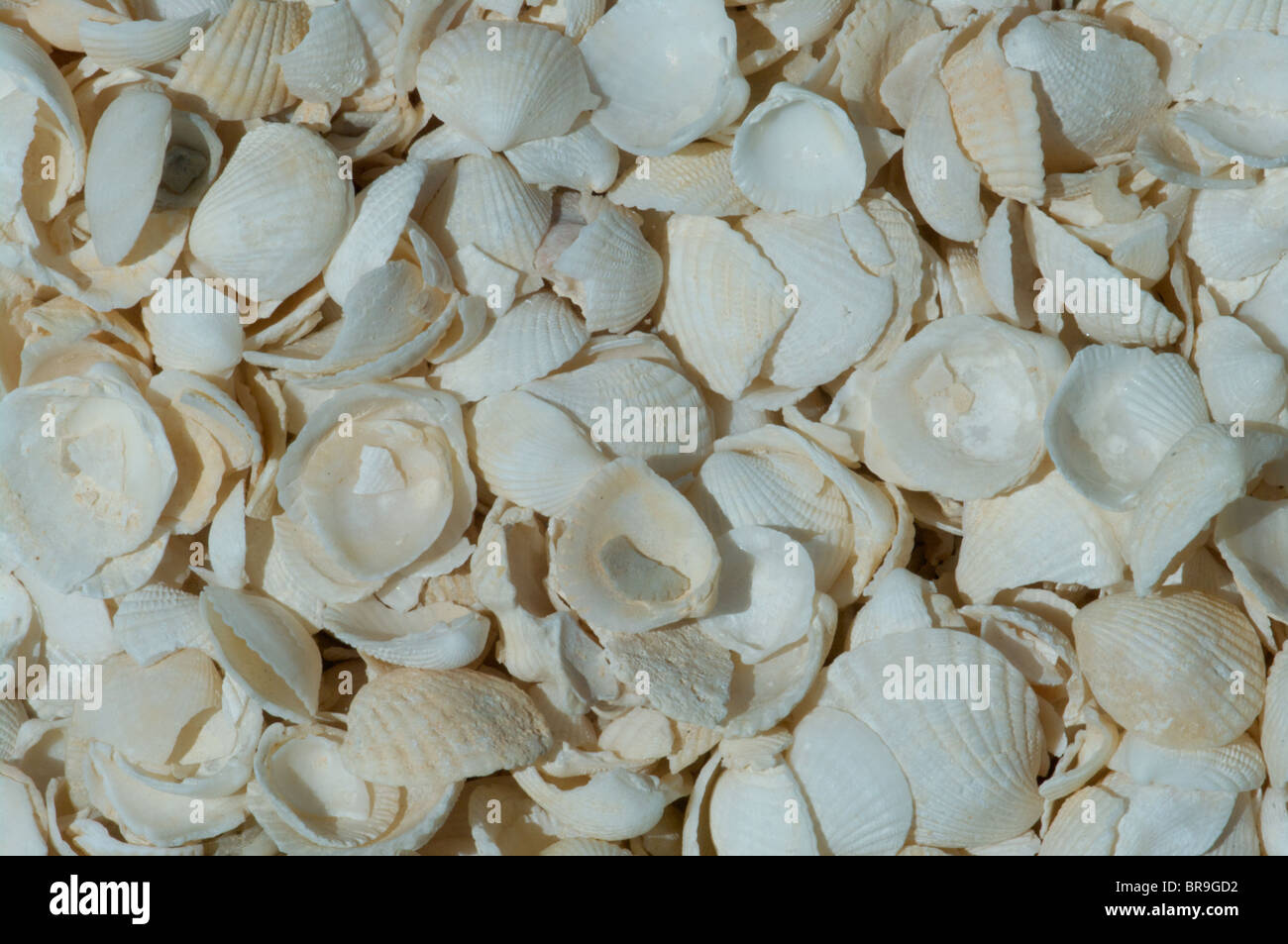 Nahaufnahme von der Coquina Muscheln, bilden Shell Beach in der Shark Bay, Westaustralien. Stockfoto