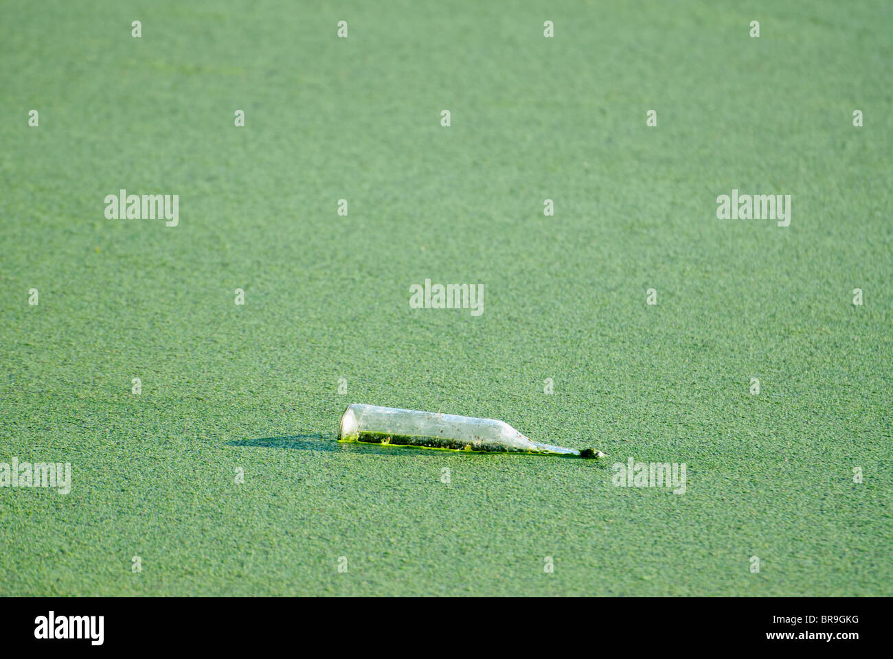 Glasflasche in der Begrünung des ländlichen Teiches Stockfoto