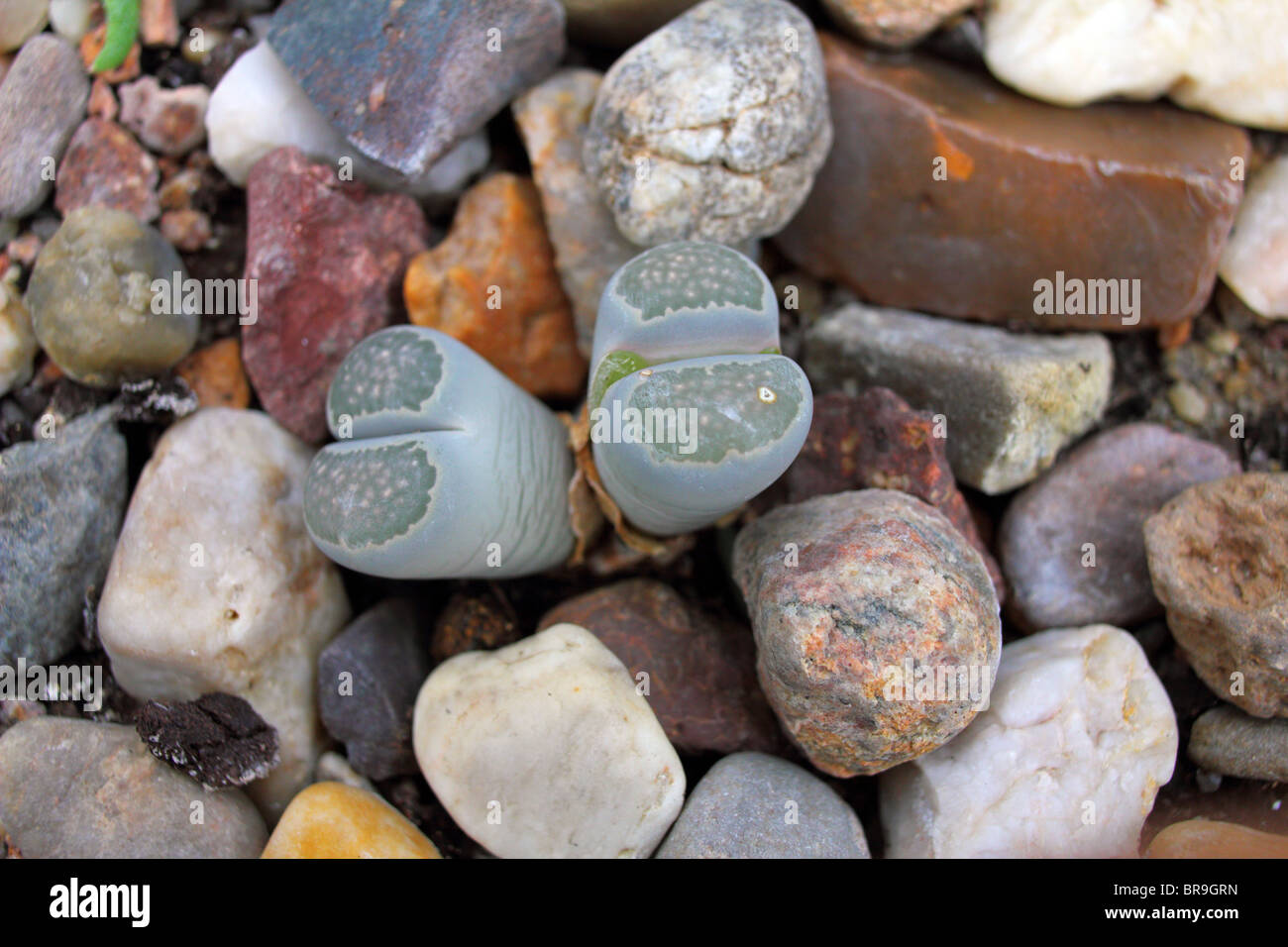 Stein Pflanzen lebendiger Stein Lithops Salicola hautnah Stockfoto