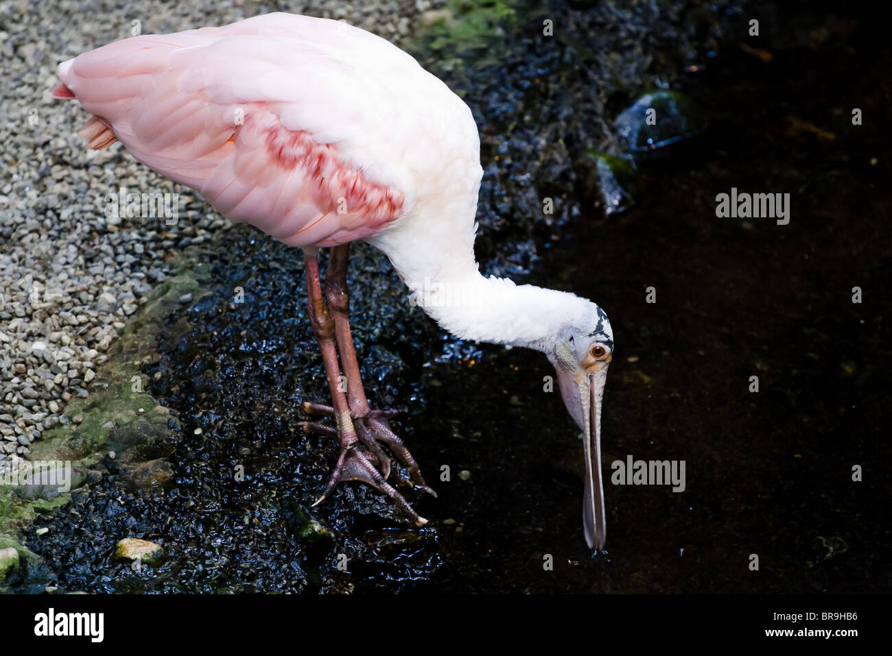 Eine rosige Löffler (rosa Vogel) trinkt Wasser. Stockfoto