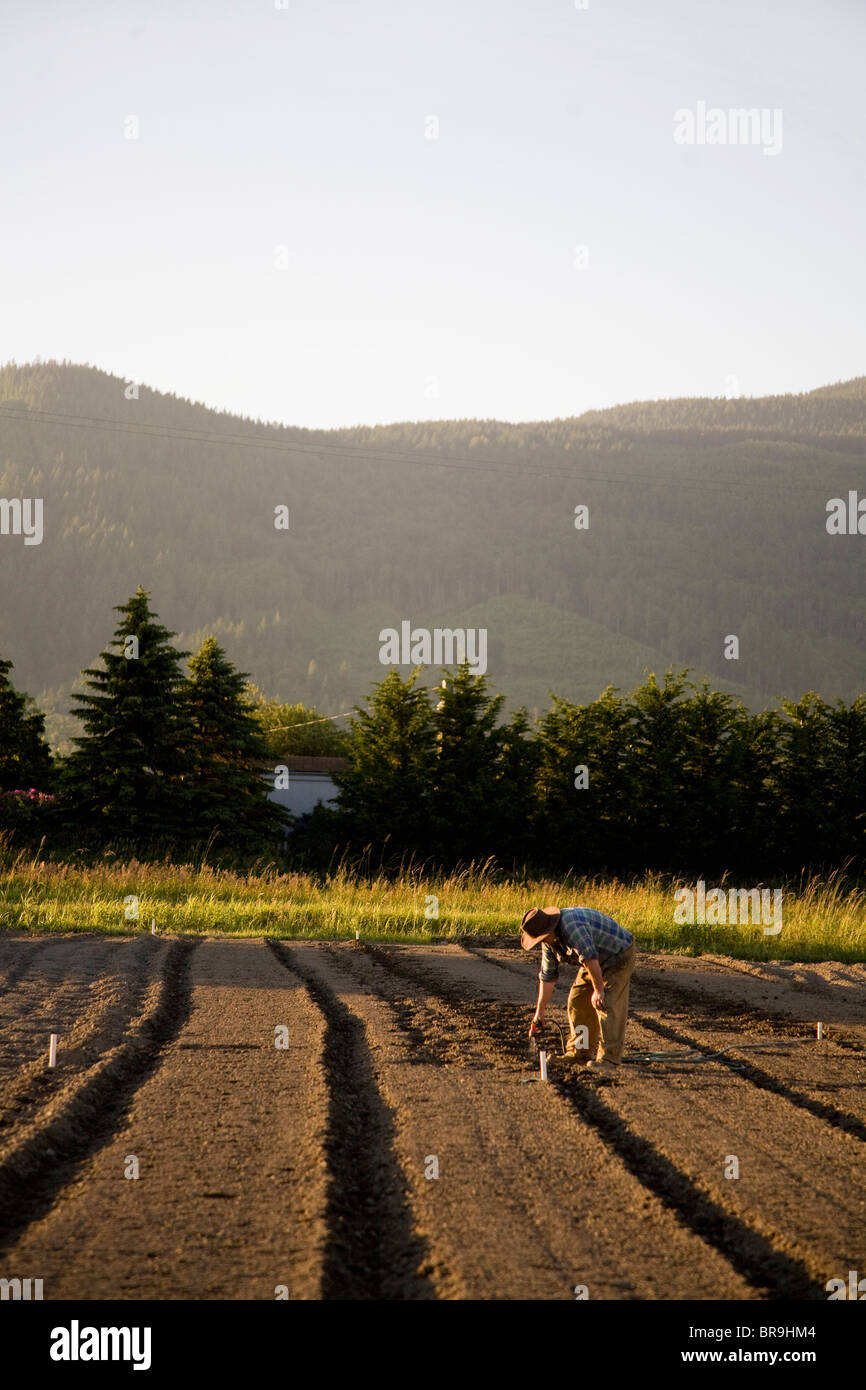 Ein Bauer Pflanzen einzelne Samen auf seiner Farm in ländlichen Washington. Stockfoto