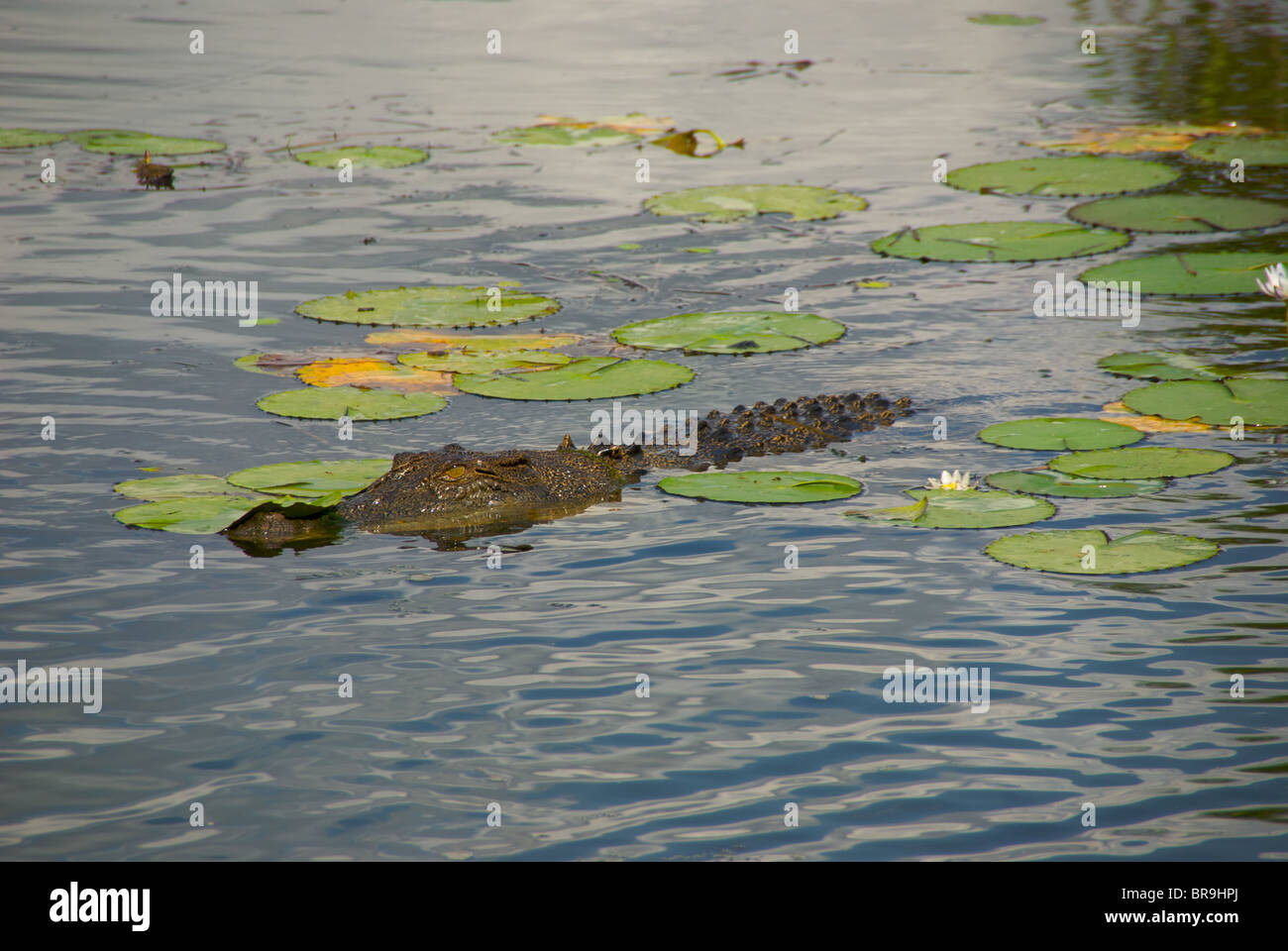 Ein Salzwasser-Krokodil (Crocodylus Porosus) schweben zwischen Seerosen in Yellow Waters Billabong, Kakadu National Park, Australien. Stockfoto