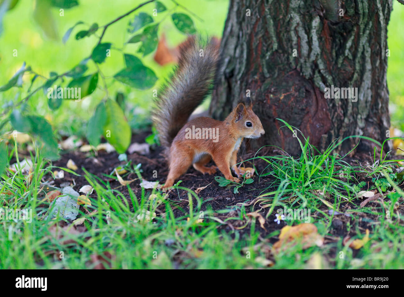 Das kleine Eichhörnchen mit einem neugierig beobachten Leben Stockfoto