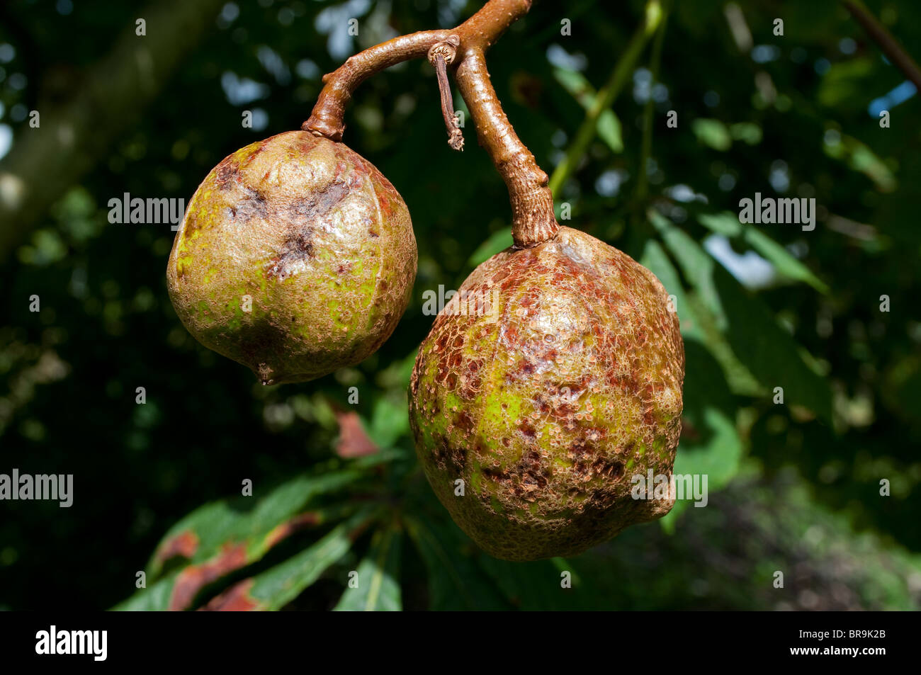 zwei Conkers an einem Baum hängen Stockfoto