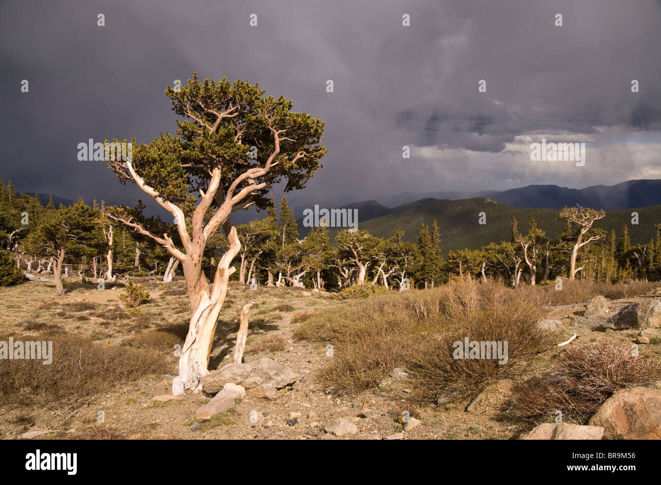 Rocky Mountains Bristlecone Kiefern (Pinus Aristata) am Mount Evans, Colorado, USA. Stockfoto