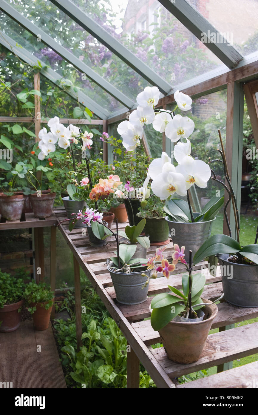 Blühende Orchidee auf Gewächshaus Werkbank Stockfoto