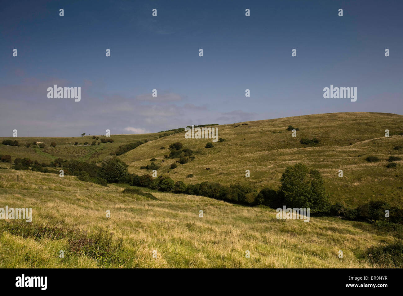 Grasland der Purbeck Hügel außerhalb Wert Matravers in Dorset, England Stockfoto